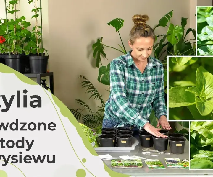Jak posadzić bazylię: proste kroki, aby uniknąć najczęstszych błędów